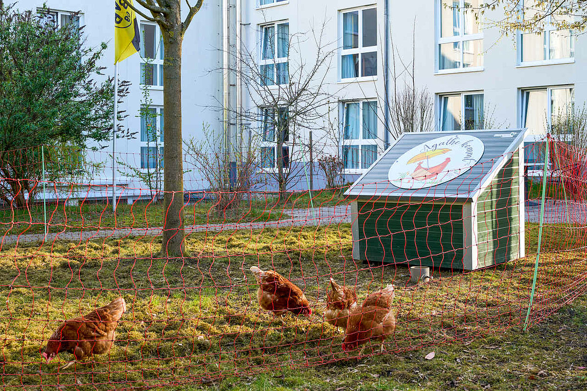 Hühner im Seniorenhaus Gartenstadt Dortmund