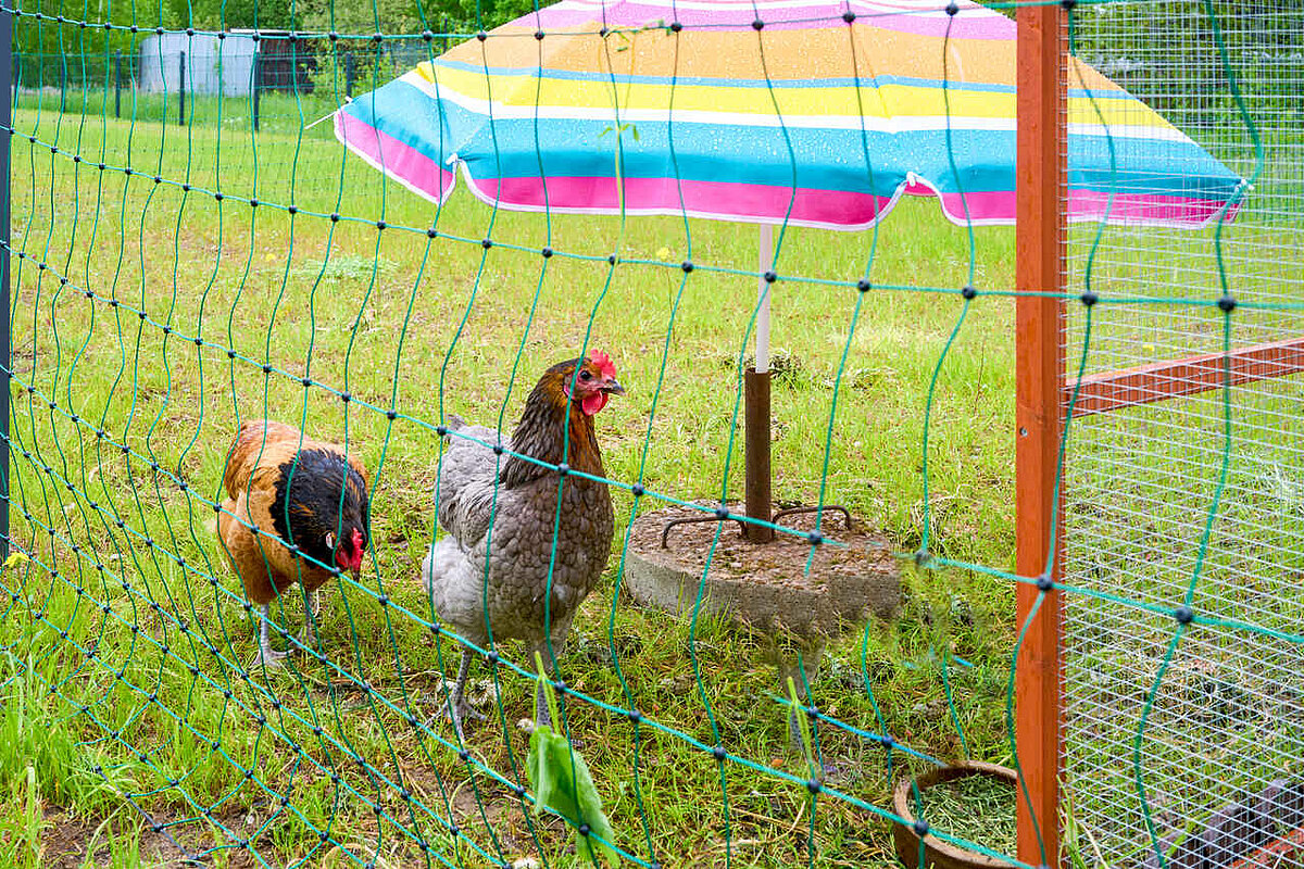 Hühner im Seniorenheim Werdau