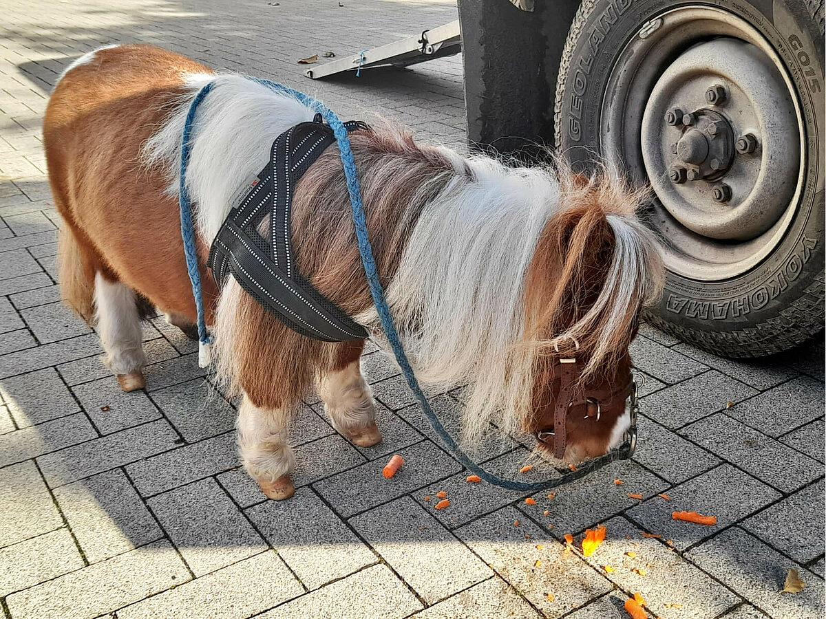 Therapiepony Pumuckel