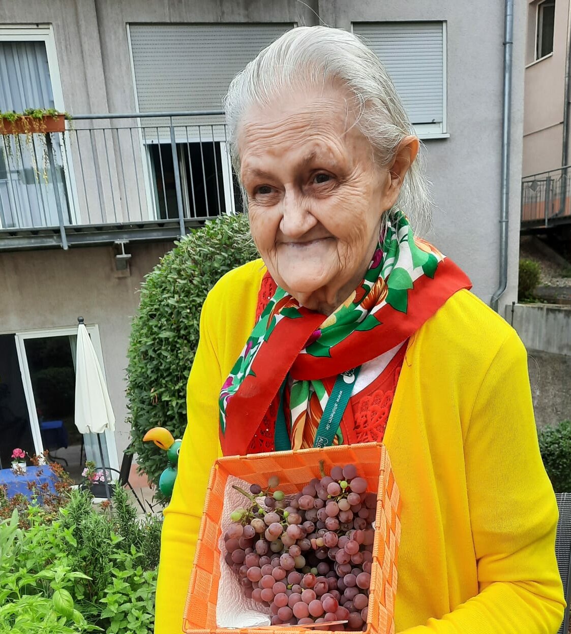 Bewohnerin hat Trauben geerntet