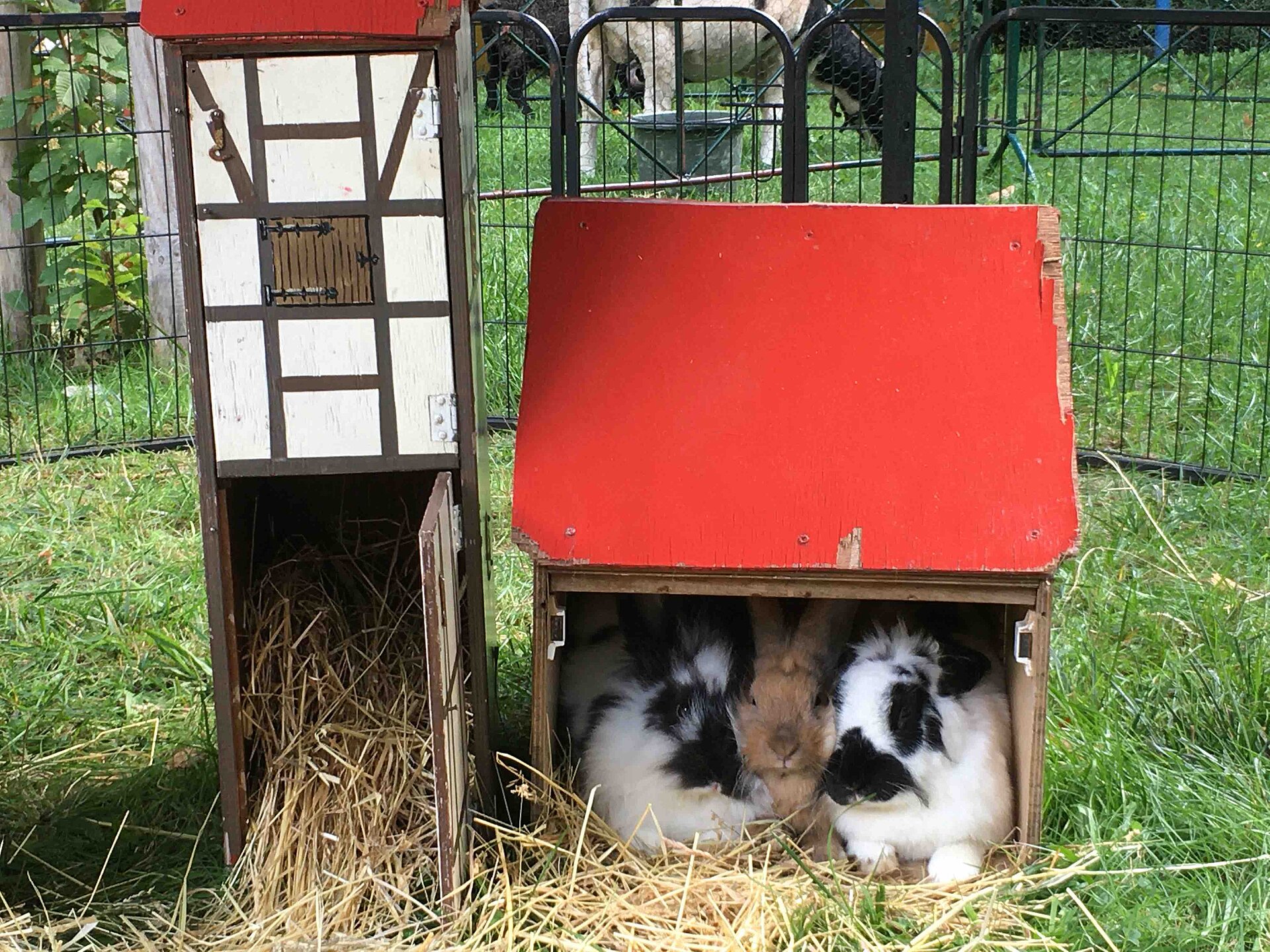 Mittagspause bei den Kaninchen