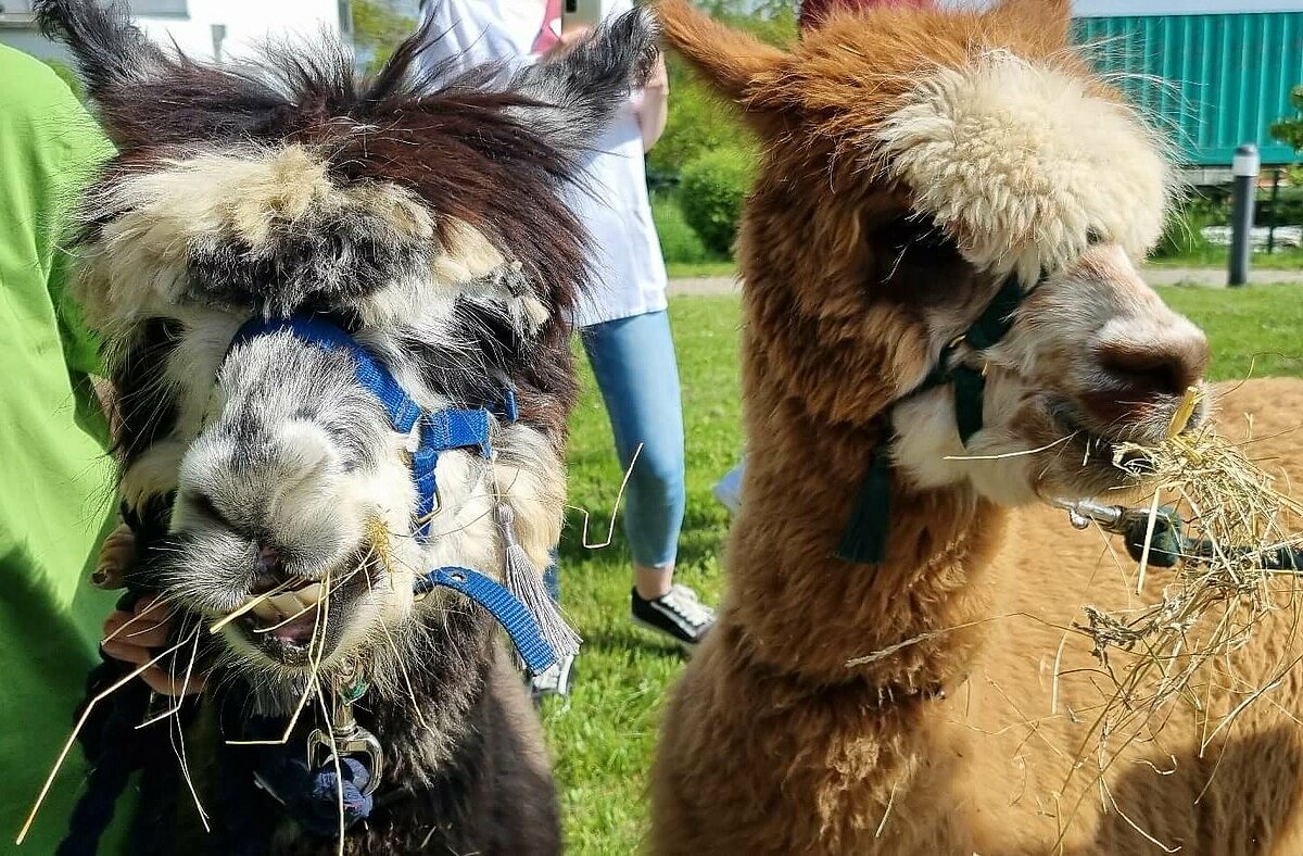 Die beiden Alapaks Hugo und Peter genießen das frische Heu