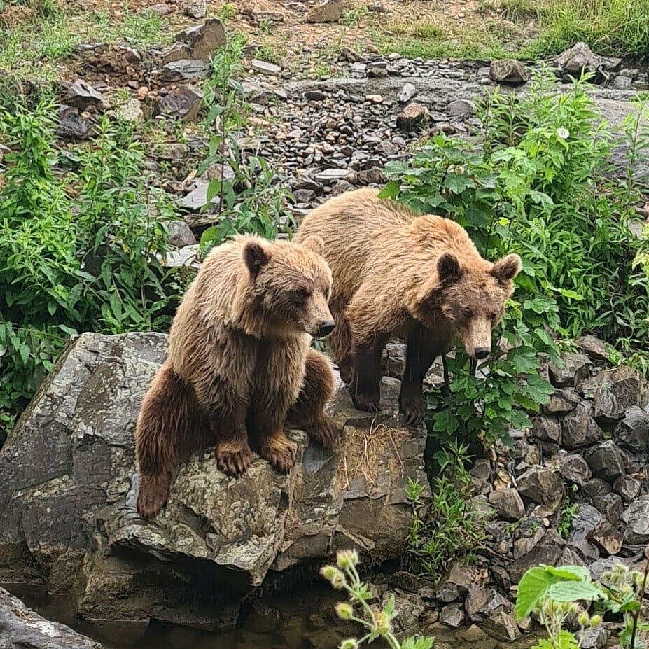 Zwei Braunbären sitzen auf einem Stein