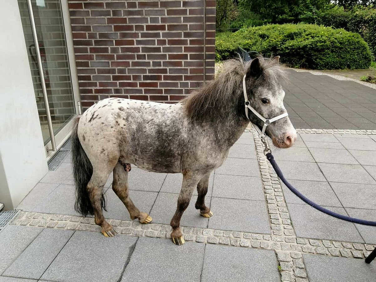 Therapiepony auf der Terrasse der Residenz