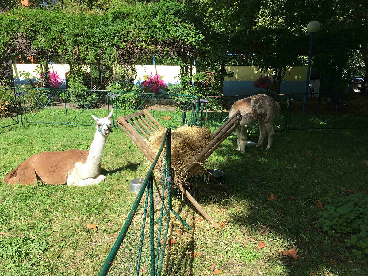 Lama Pepe und Alpaka Rune bei der Mittagspause