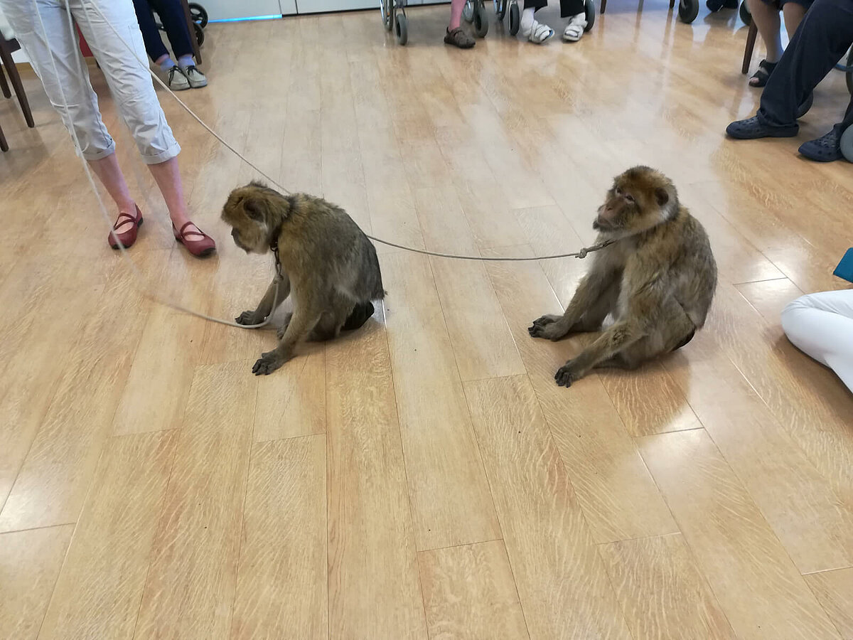 Zwei Affen zu Besuch im Pflegeheim in Zwenkau