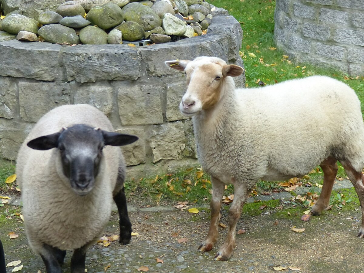 Schafe zu Besuch im Pflegeheim Am Lindenberg in Salzgitter-Thiede