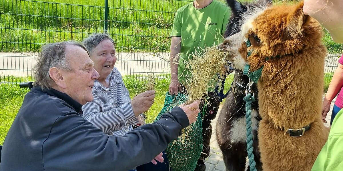 Zwei Bewohner füttern die friedlichen Alpakas