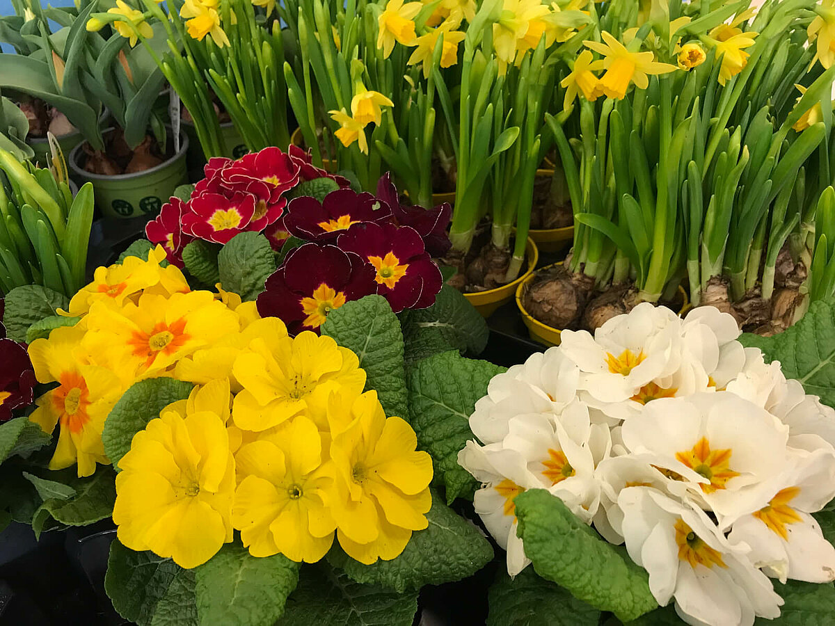 Bunte Blumen zum Basteln für den Frühlingsmarkt im Seniorenheim "Waldersee"