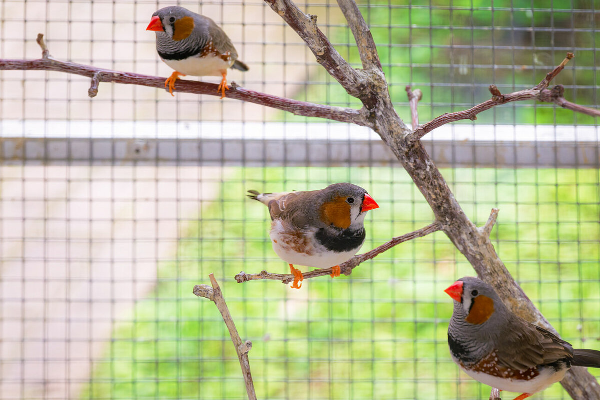 Vogelvoliere im Dorotheenhof in Schwamrstedt