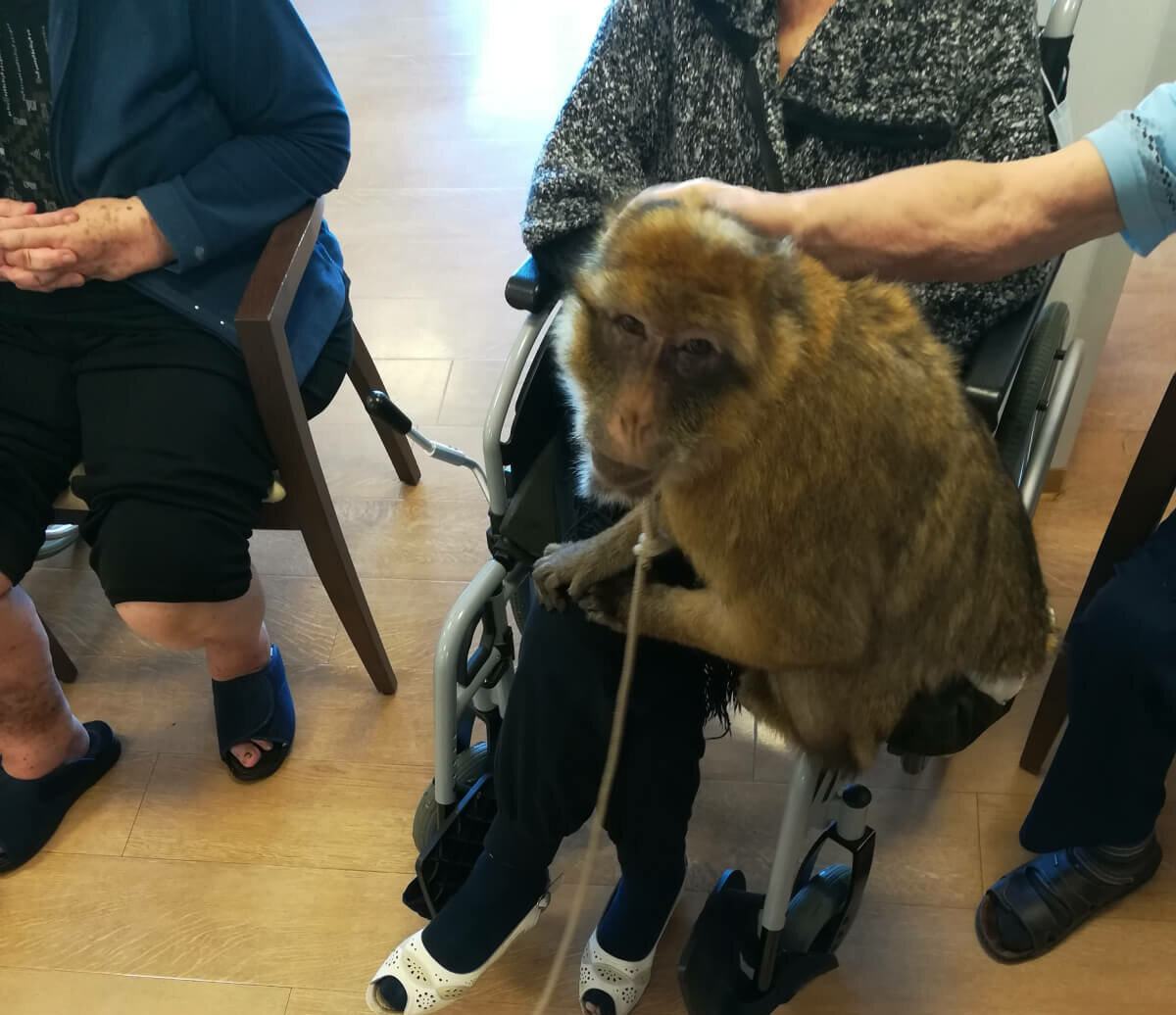 Affe auf dem Schoß einer Bewohnerin des Pflegeheims Zwenkau