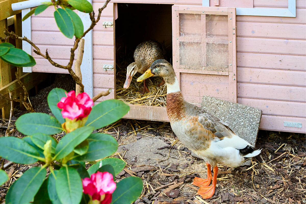 Enten vor dem Altenheim "Bockum" in Hamm