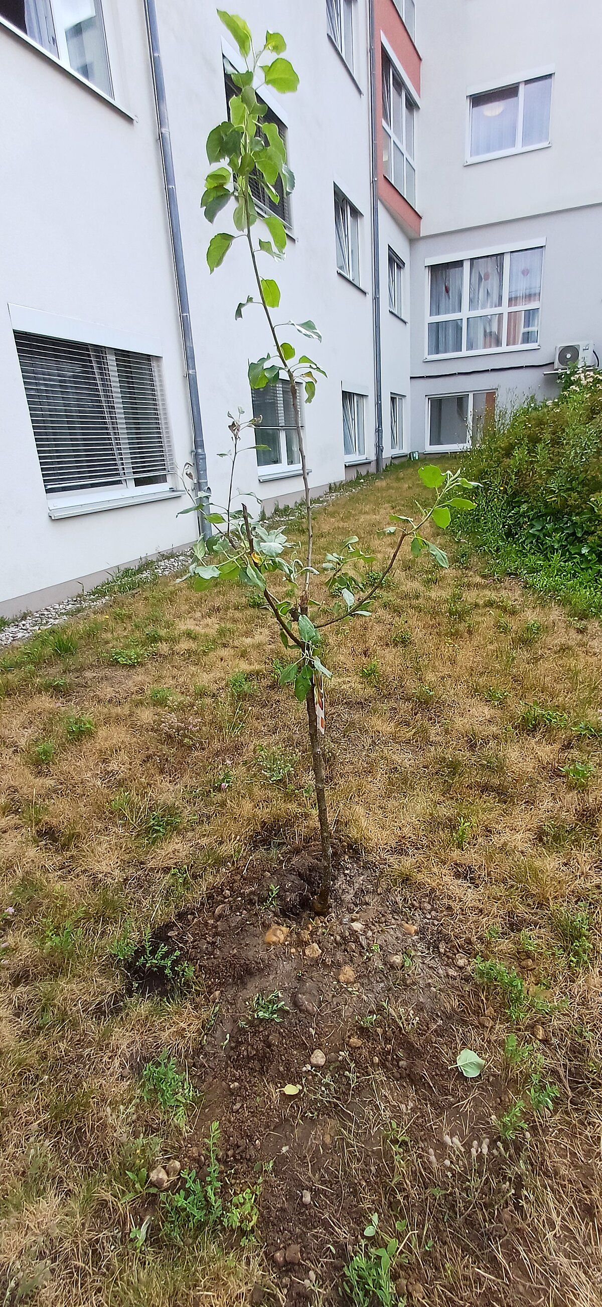 Apfelbaumpflanzung 1 2026. Nur vom Standort Zwenkau zu nutzen.