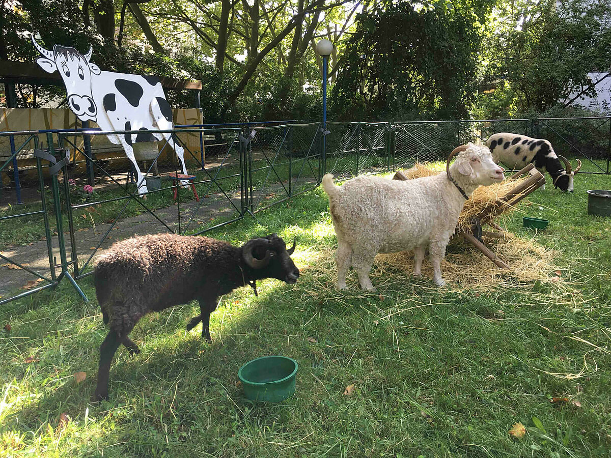 zwei Schafe eine Ziege und die Kuh Berta