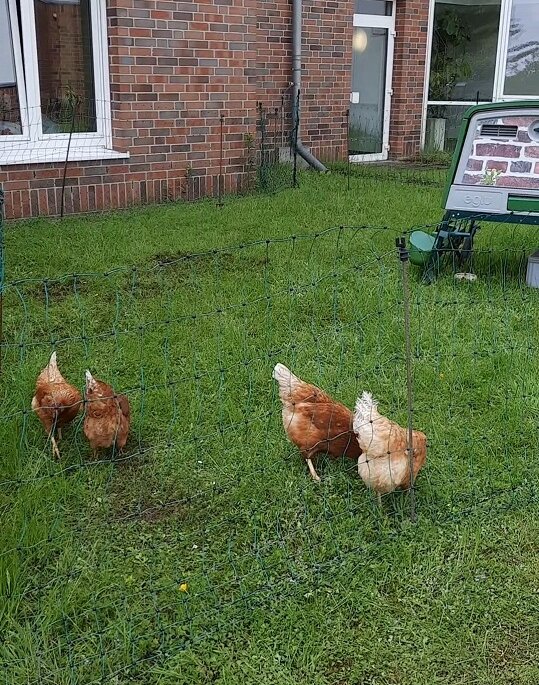 vier hühner hinterm haus