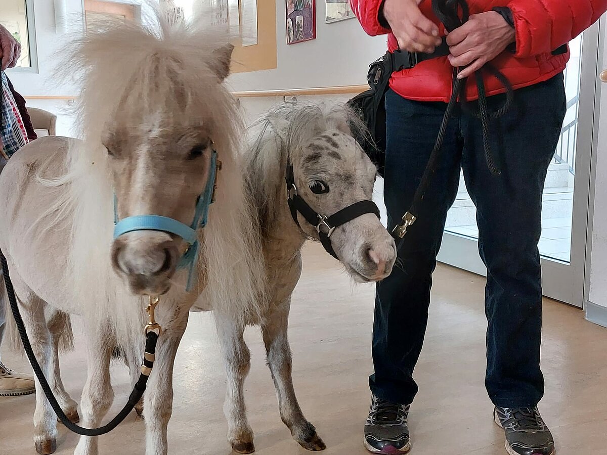 Miniponys aus Breckerfeld im PAW