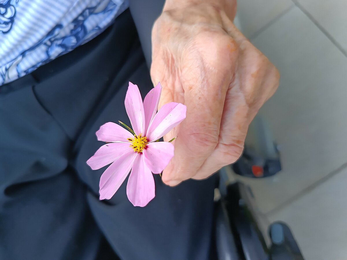 Blumen pflücken