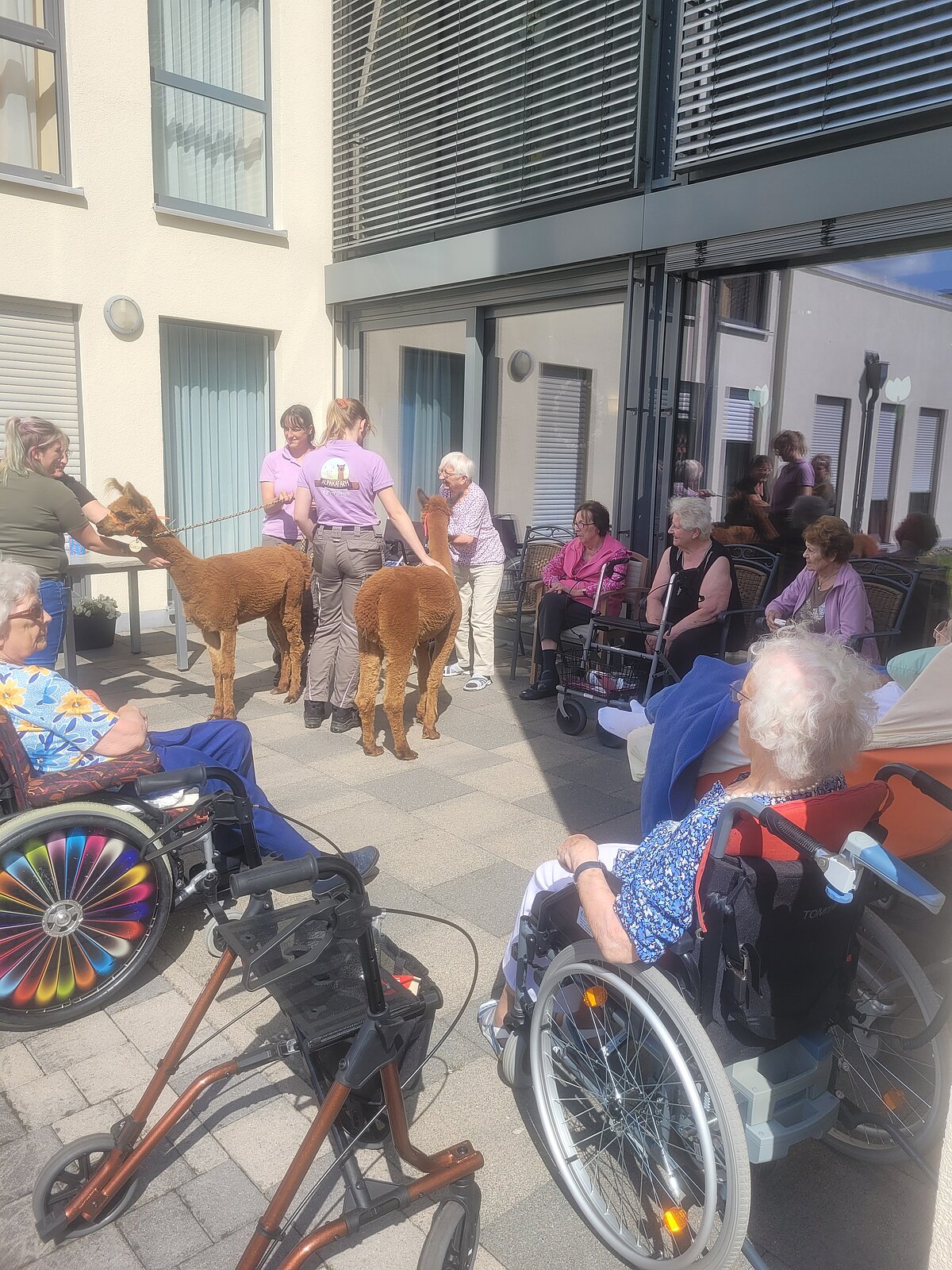 Alpakabesuch Juli 2023_Warendorf 