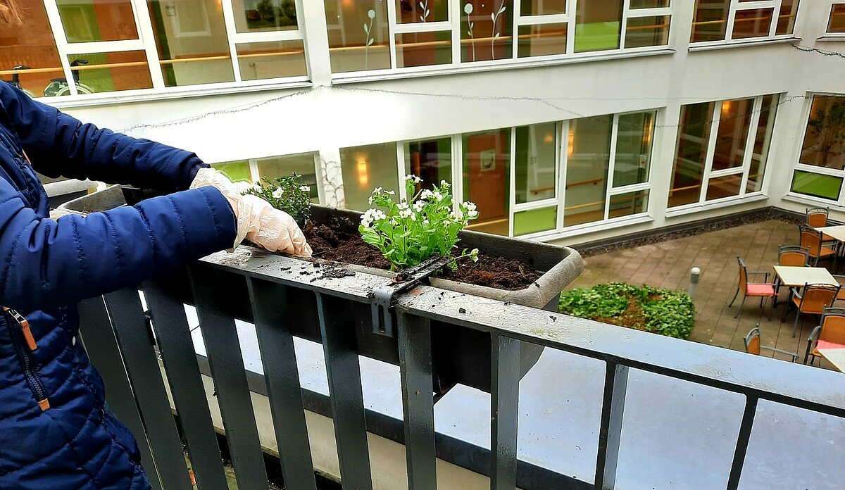 Bewohner der Alloheim Senioren-Residenz Aaseehof in Münster bepflanzt Blumenkasten