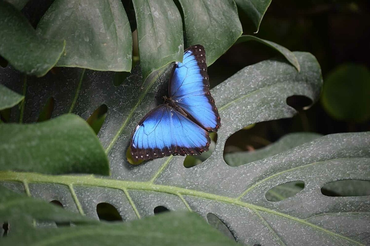 Blauer Schmetterling