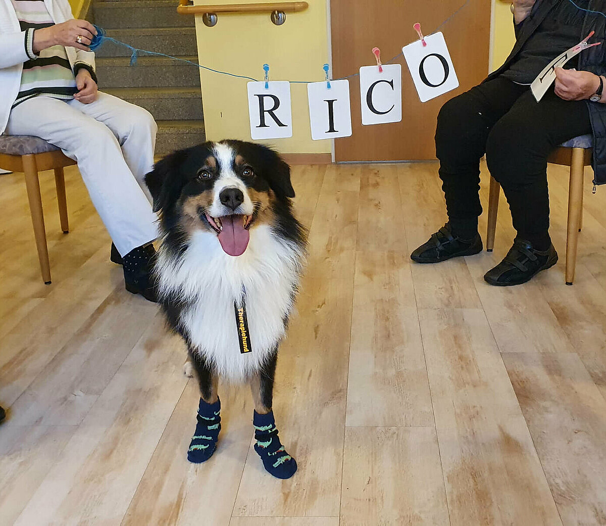 Therapiebegleithund Rico bei der Gruppentherapie in der Senioren-Residenz "St. Franziskus" in Schwarzenbek