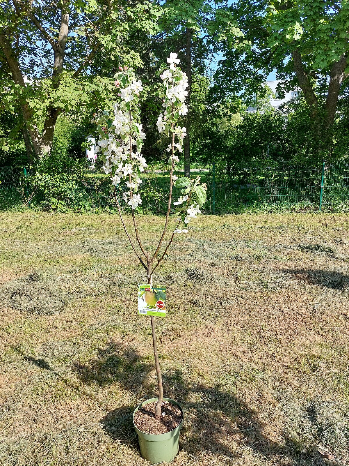 Tag des Baums