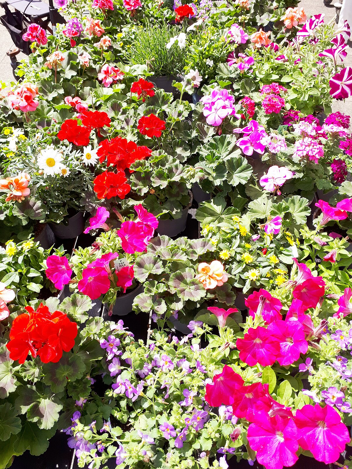 Bunte Blumen beim Blumenverkauf in der Alloheim Senioren-Residenz “Waldersee” in Lübeck