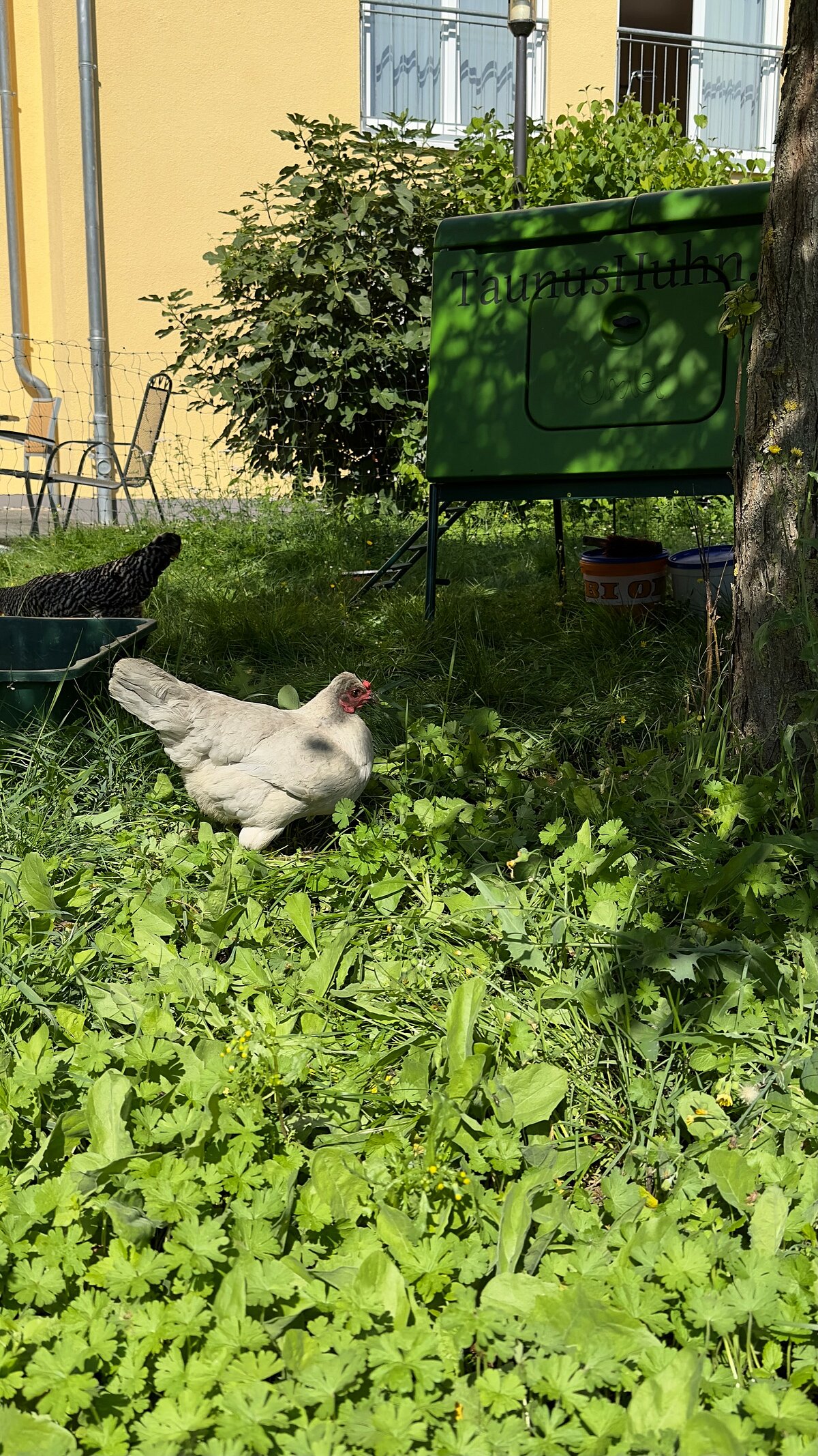Hühner im Seniorenzentrum 
