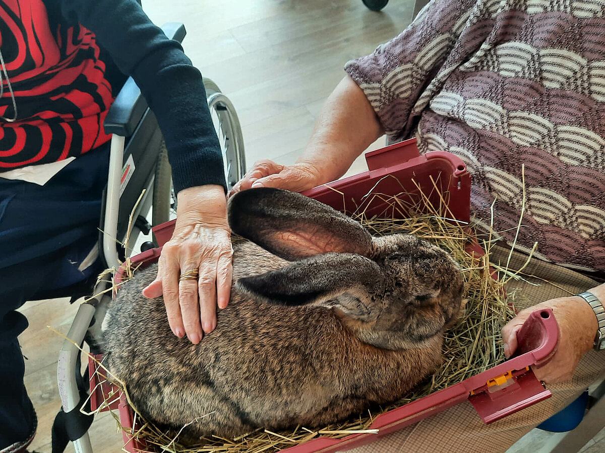 Tierbesuchsdienst im Seniorenheim in Lage