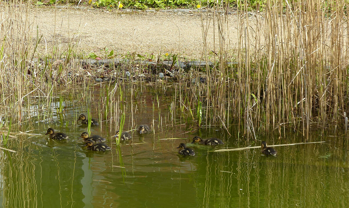 Küken schwimmen im Teich vor dem Alloheim Pflegeheim "Am Lindenberg" in Salzgitter Thiede