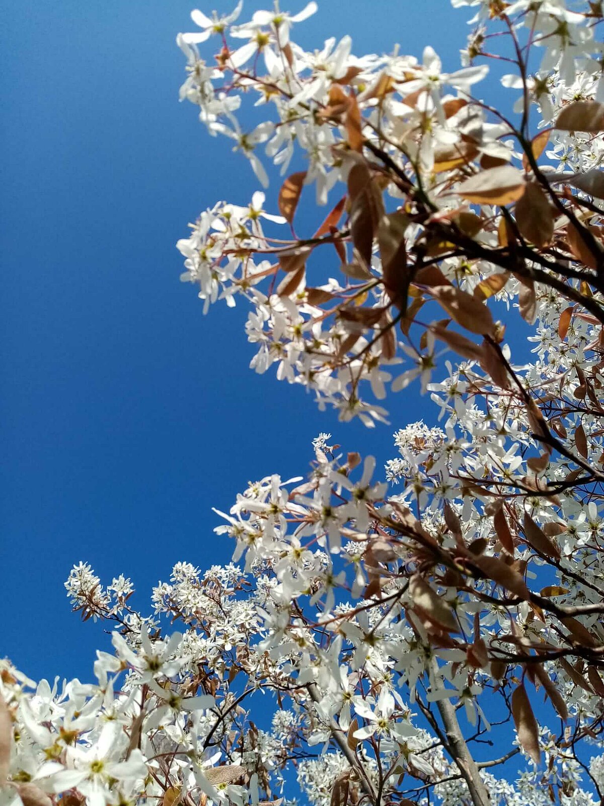 Strauch im Frühling