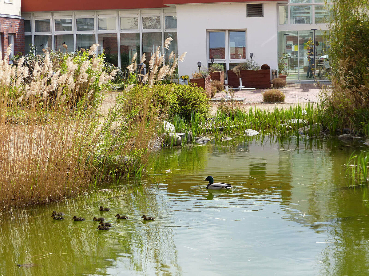 Entenfamilie schwimmt im Teich vor der Alloheim Senioren-Residenz "Am Lindenberg" in Salzgitter Thiede