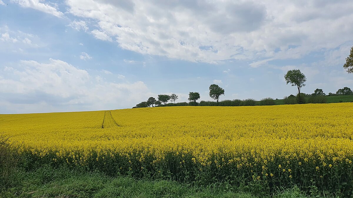 die blühenden Rapsfelder