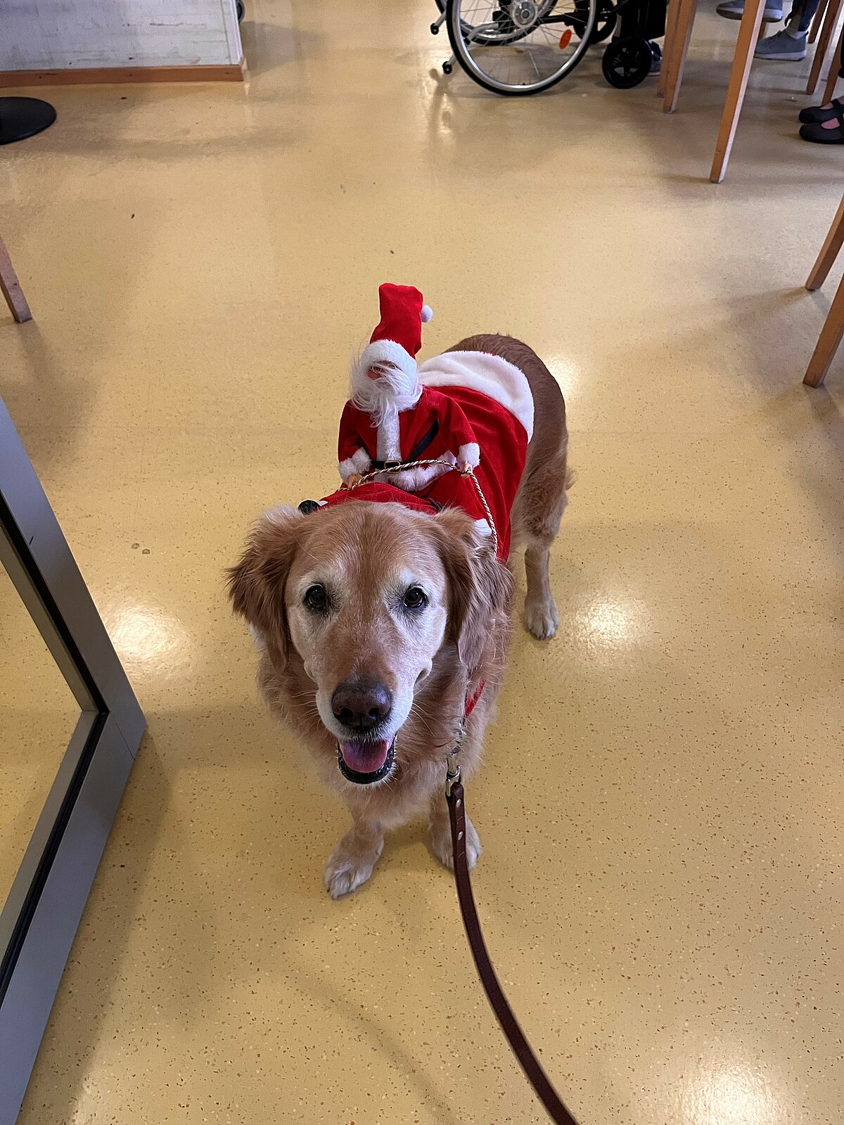 Hund einer Mitarbeiterin im Weihnachtskostüm