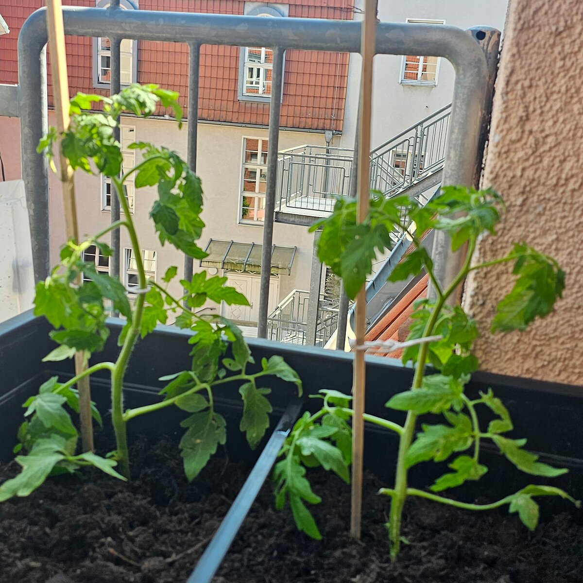 Tomatenpflanzen