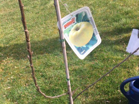 Gepflanzter Apfelbaum vor der Alloheim Senioren-Residenz "Casino Wetzlar"