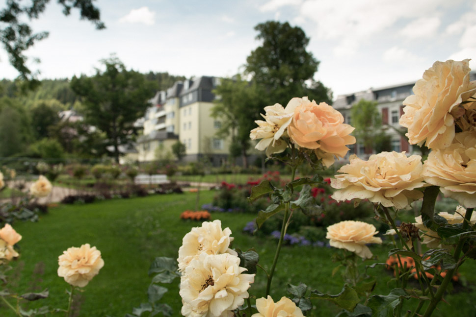 Rosen im Garten des Alloheim Seniorenheims Haus am See in Bad Elster