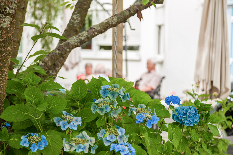 Blaue Blüten im Garten des Alloheim Seniorenheims Am Kurpark in Bad Marienberg