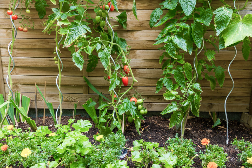 Tomatenpflanzen im Garten des Pflegeheims "Hildburghauser Straße" in Berlin
