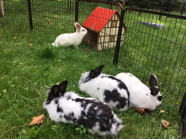 Kaninchen beim Besuch der rollenden Arche