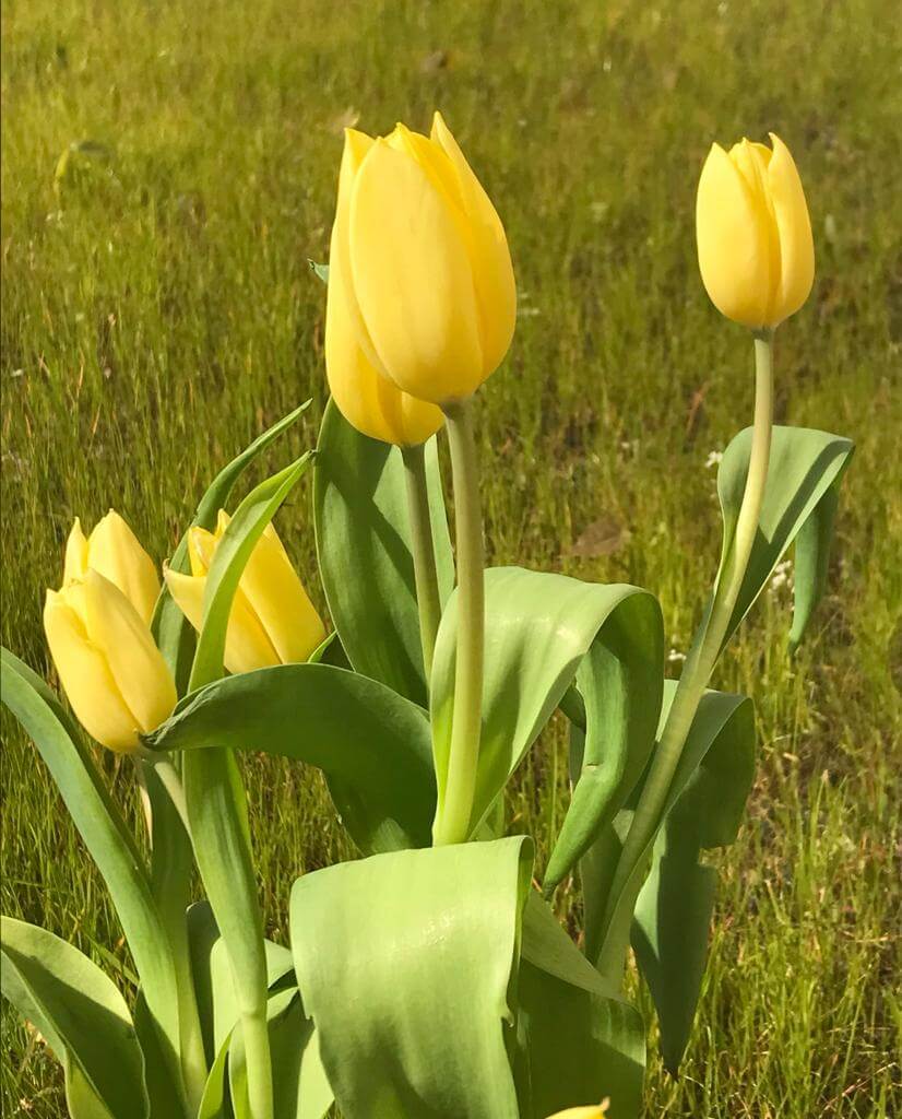 Tulpe