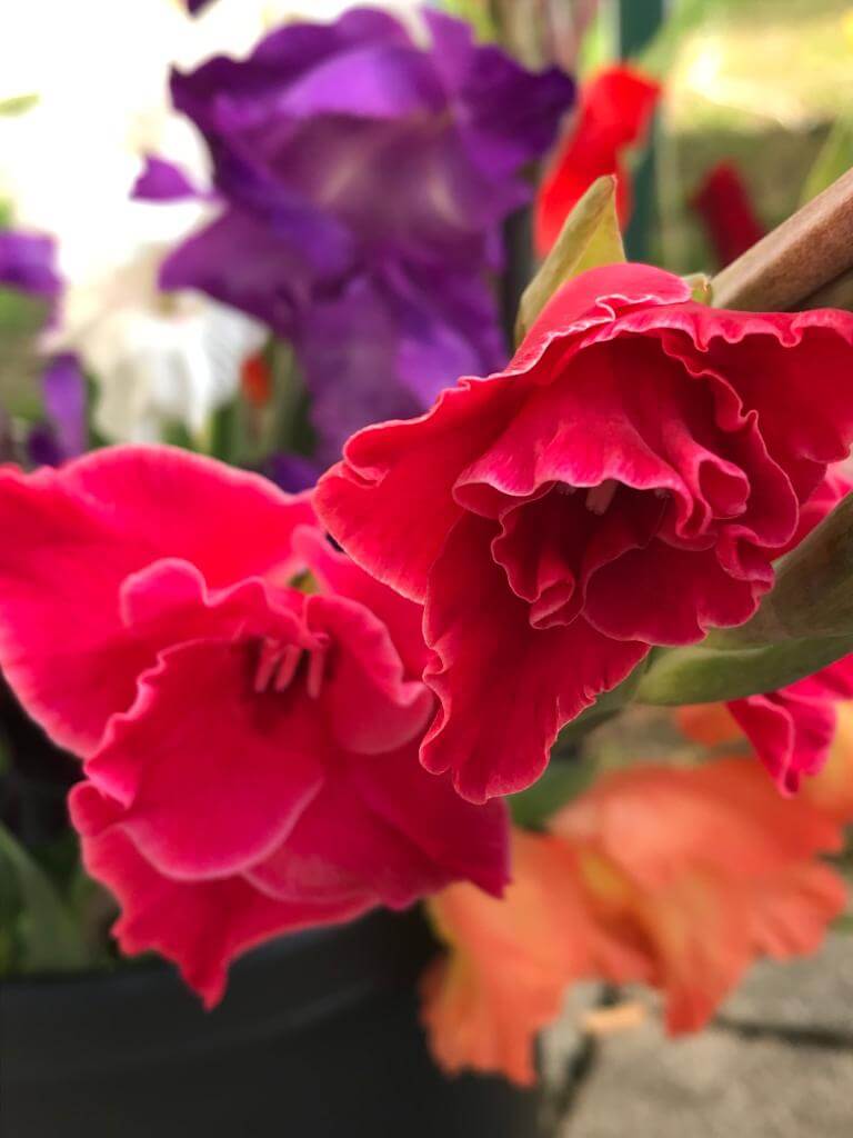 Blume