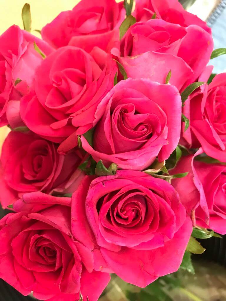 Rose2