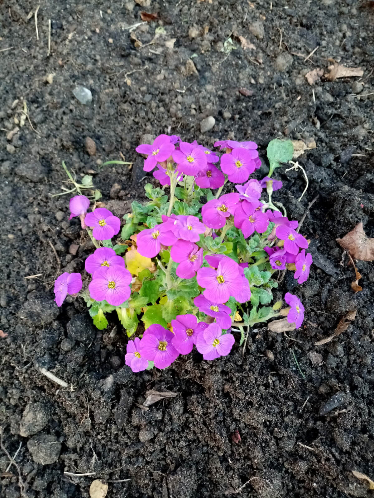 Frühlingsblumen im Seniorenzentrum Im Kaiserviertel in Dortmund