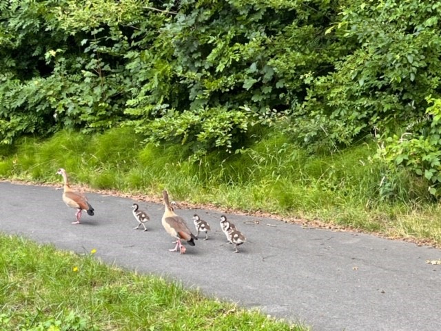 Nilgänse am Ententeich