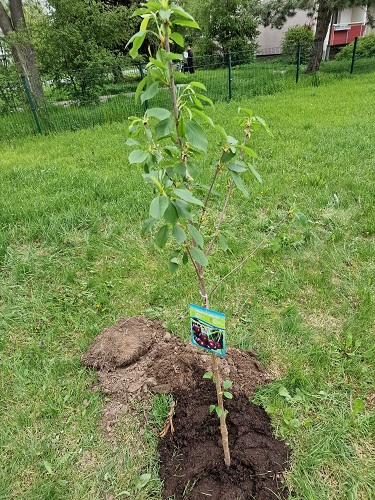 Tag des Baum