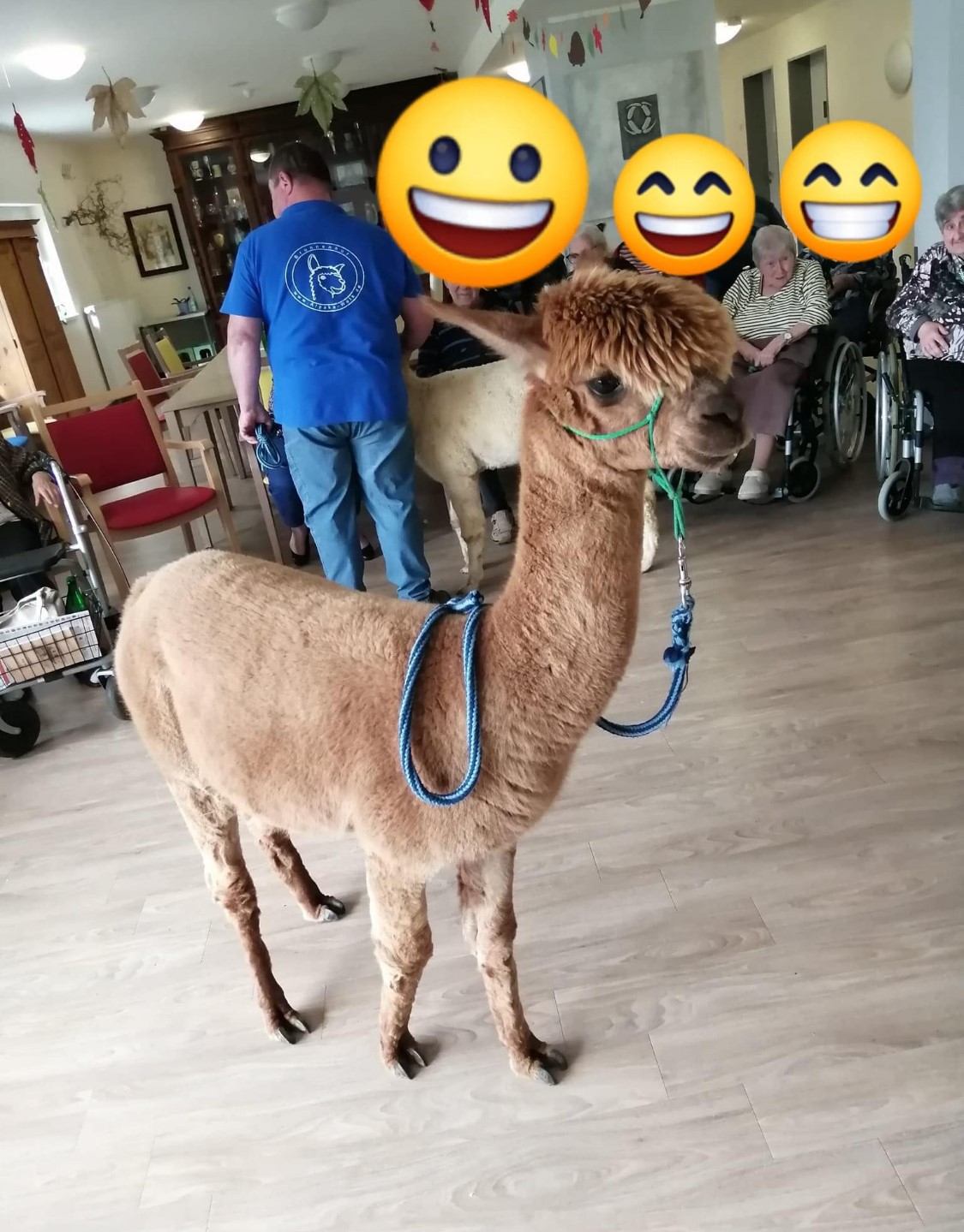 Alpakas besuchen die Senioren-Residenz