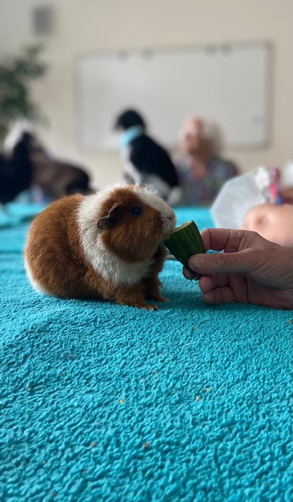 Meerschweinchen zu Besuch in der Residenz Osterfeld in Lünen