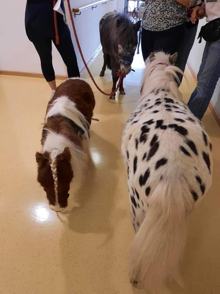 Mini Ponys zu Besuch im Seniorenheim Osterfeld in Lünen