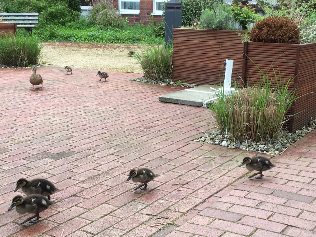 Entenküken auf der Terrasse der Alloheim Senioren-Residenz "Am Lindenberg" in Salzgitter-Thiede